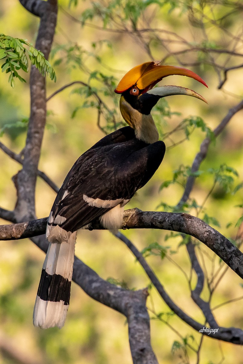 Great Hornbill - ML559370301