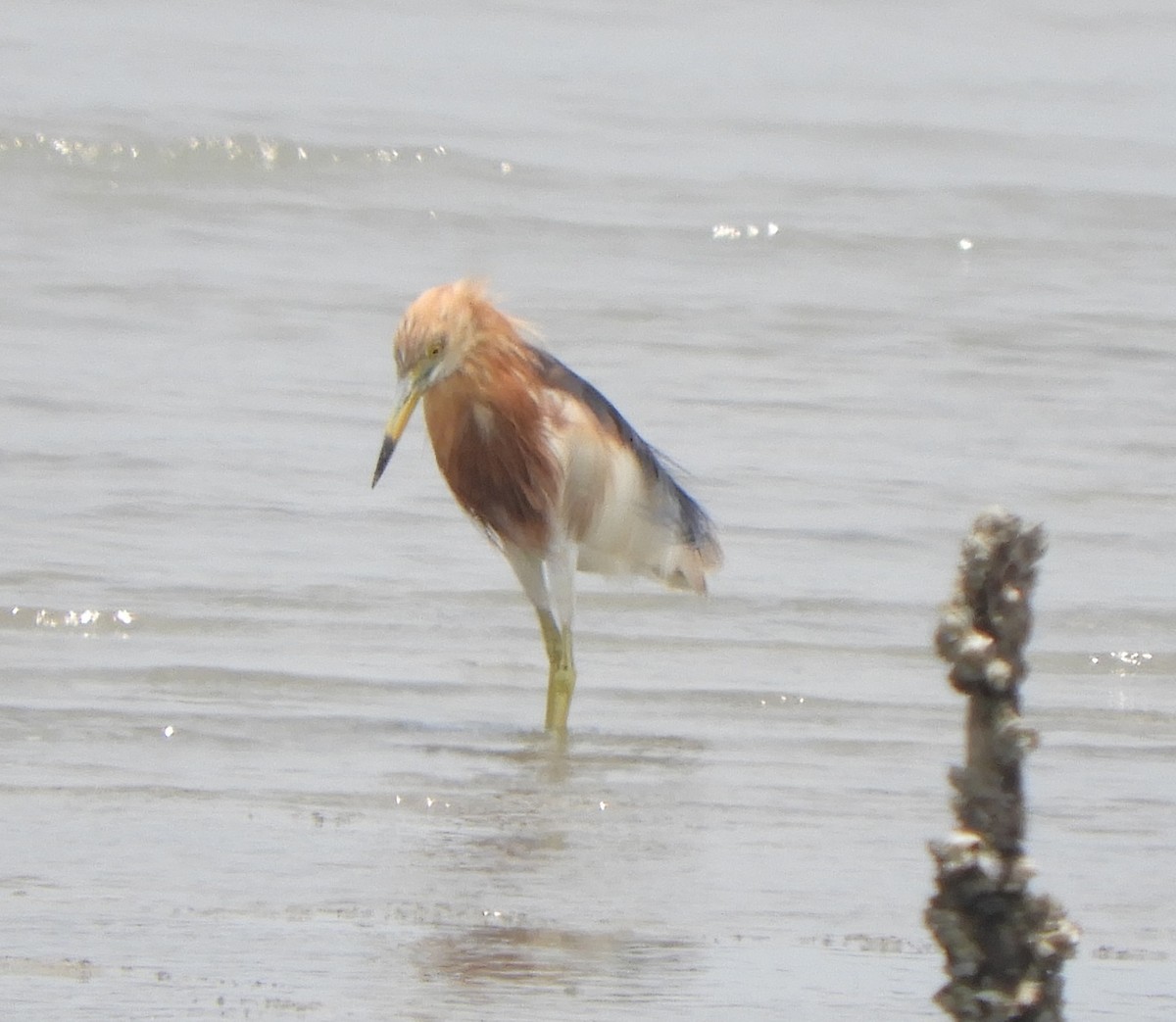 Javan Pond-Heron - ML559370341
