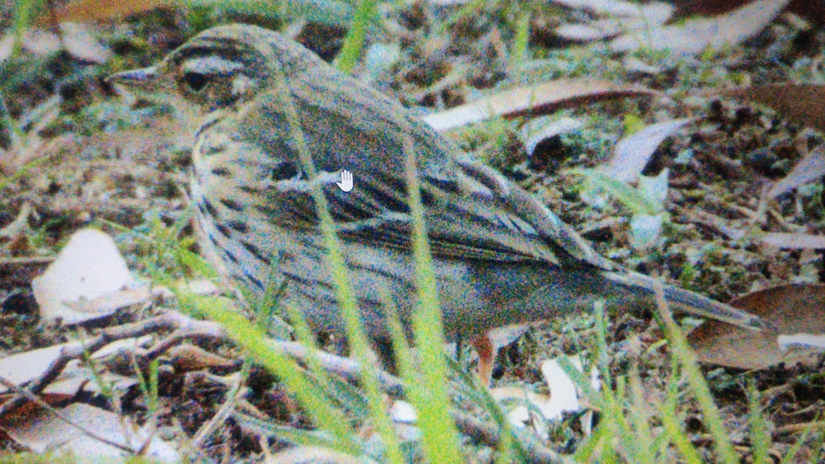 Olive-backed Pipit - ML559370421