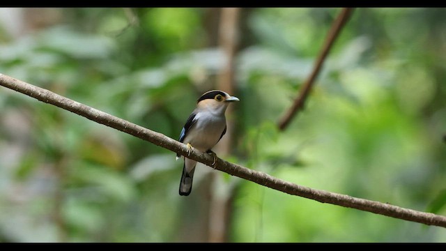 Silver-breasted Broadbill - ML559370431