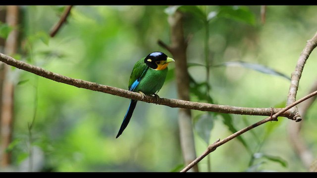 Long-tailed Broadbill - ML559370441