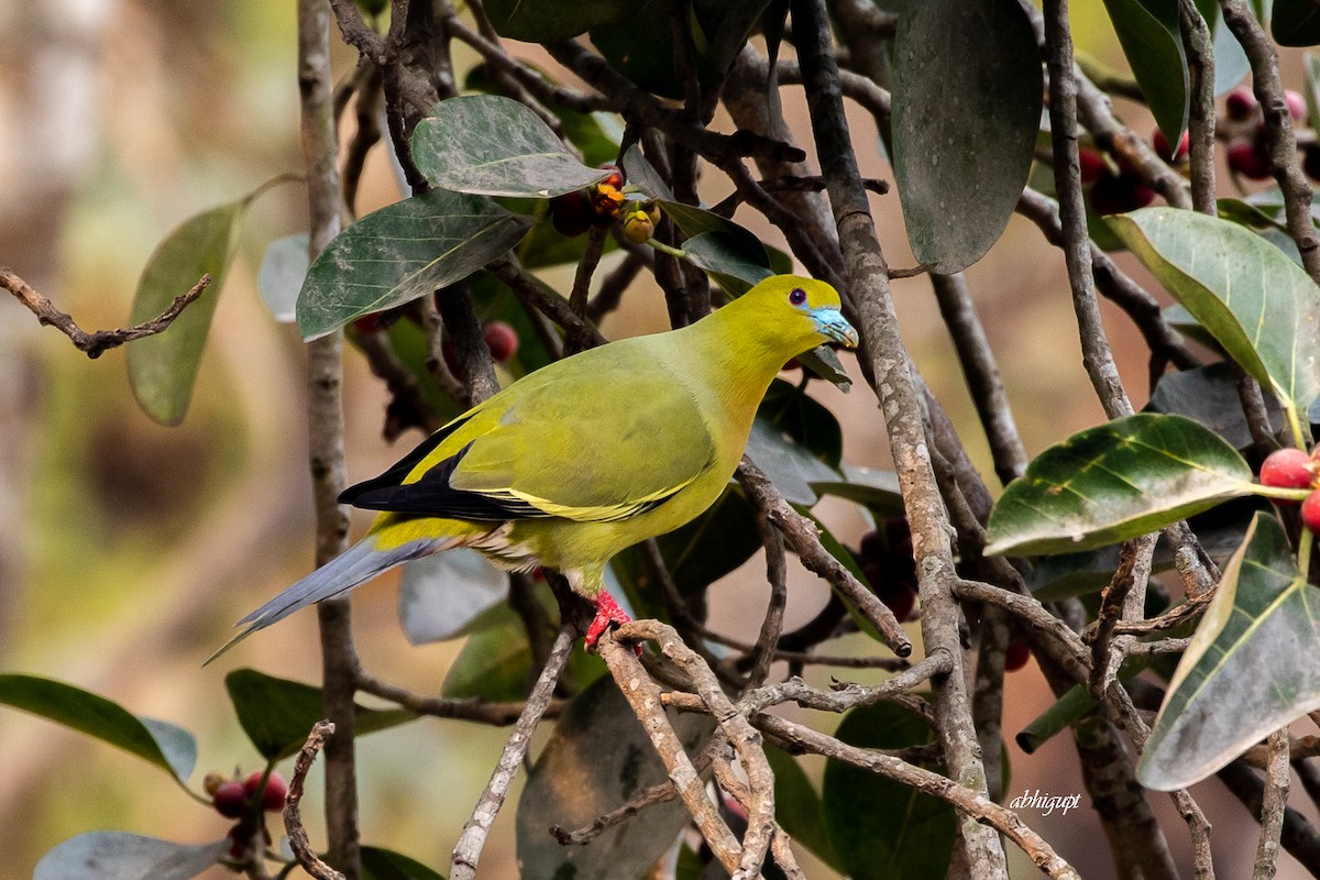 Pin-tailed Green-Pigeon - Abhishek Gupta