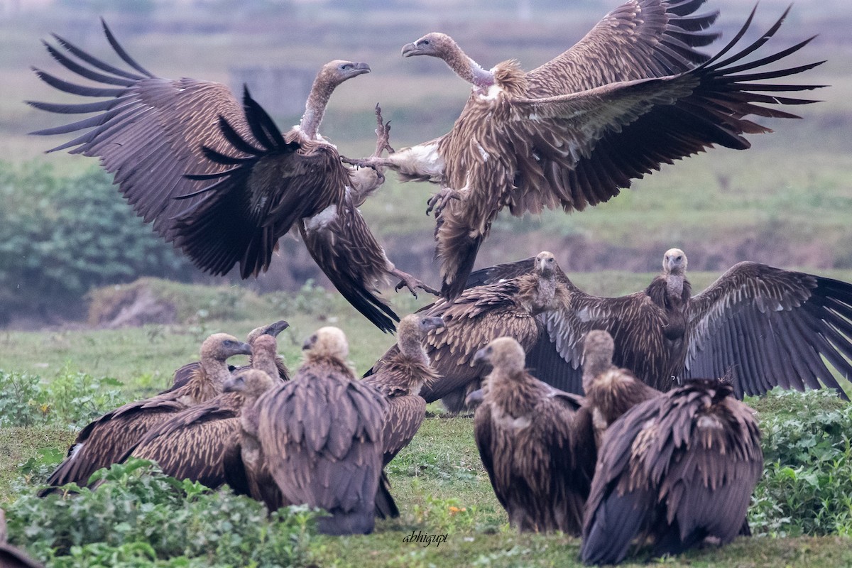Хималайн хажир - ML559370881