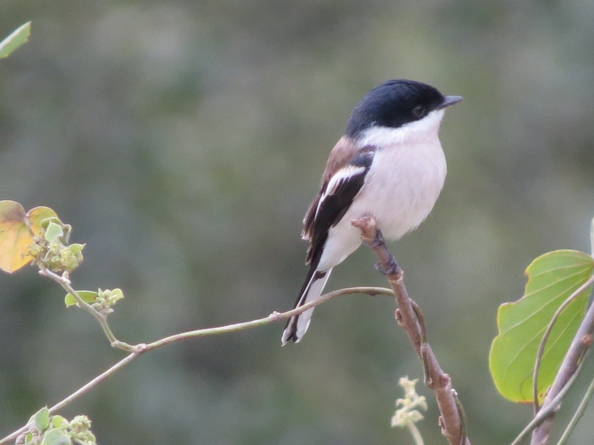 Bar-winged Flycatcher-shrike - ML55937351