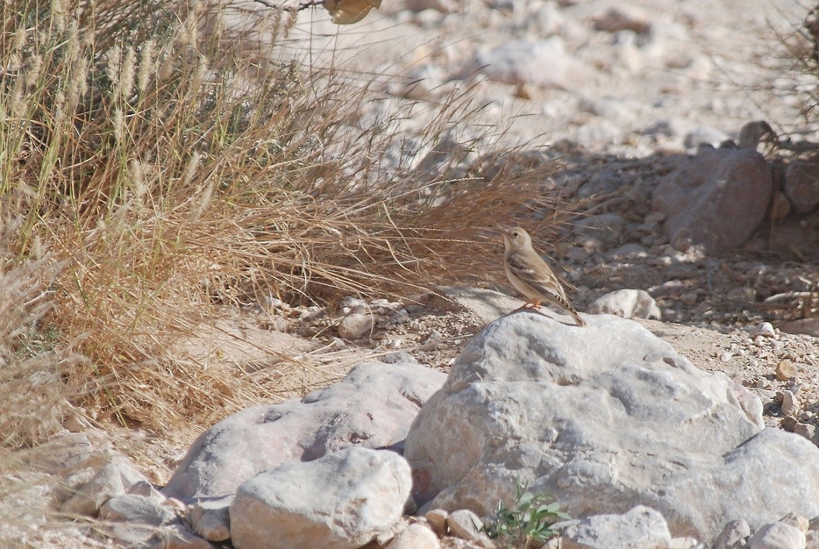 Pale Rockfinch - ML559373521