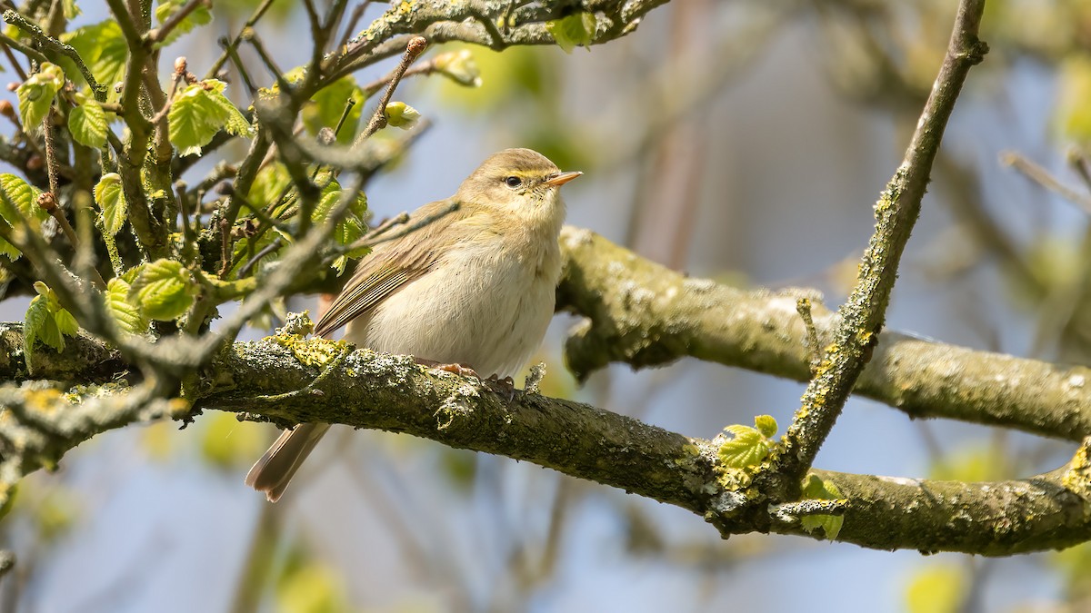 Iberian Chiffchaff - ML559373671