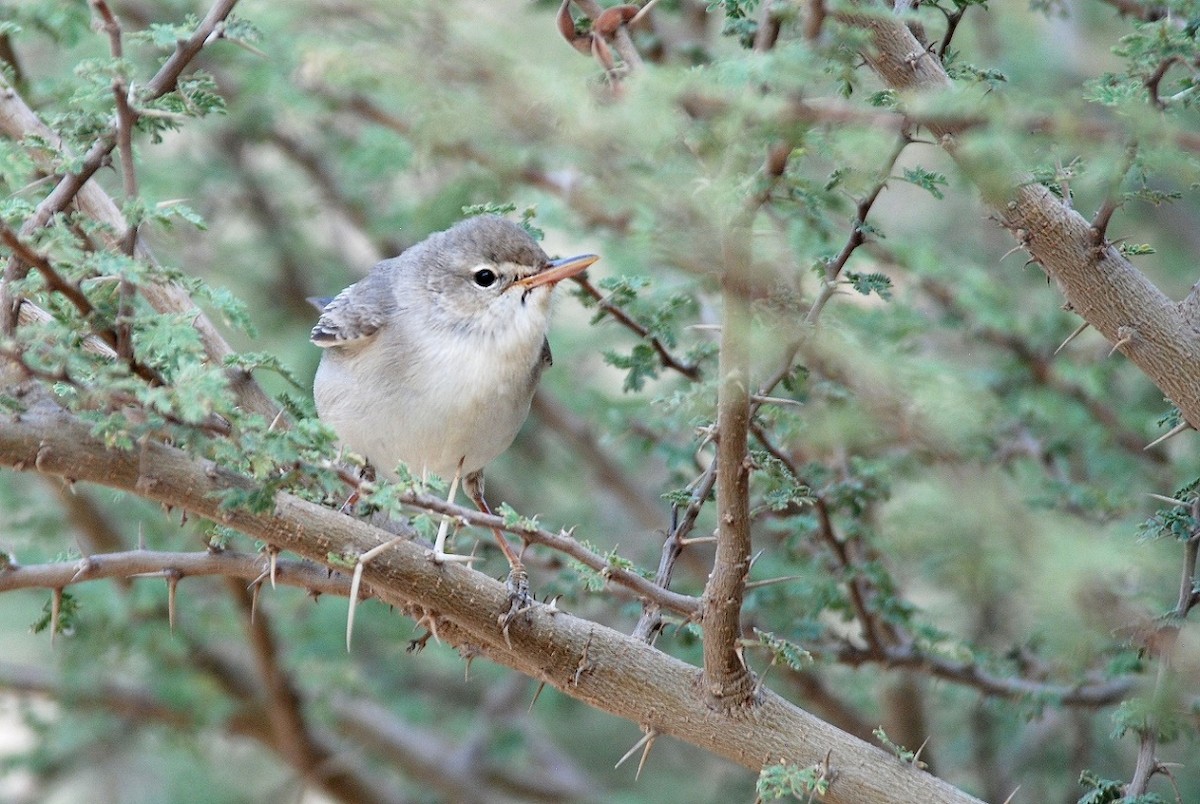 Upcher's Warbler - ML559373771