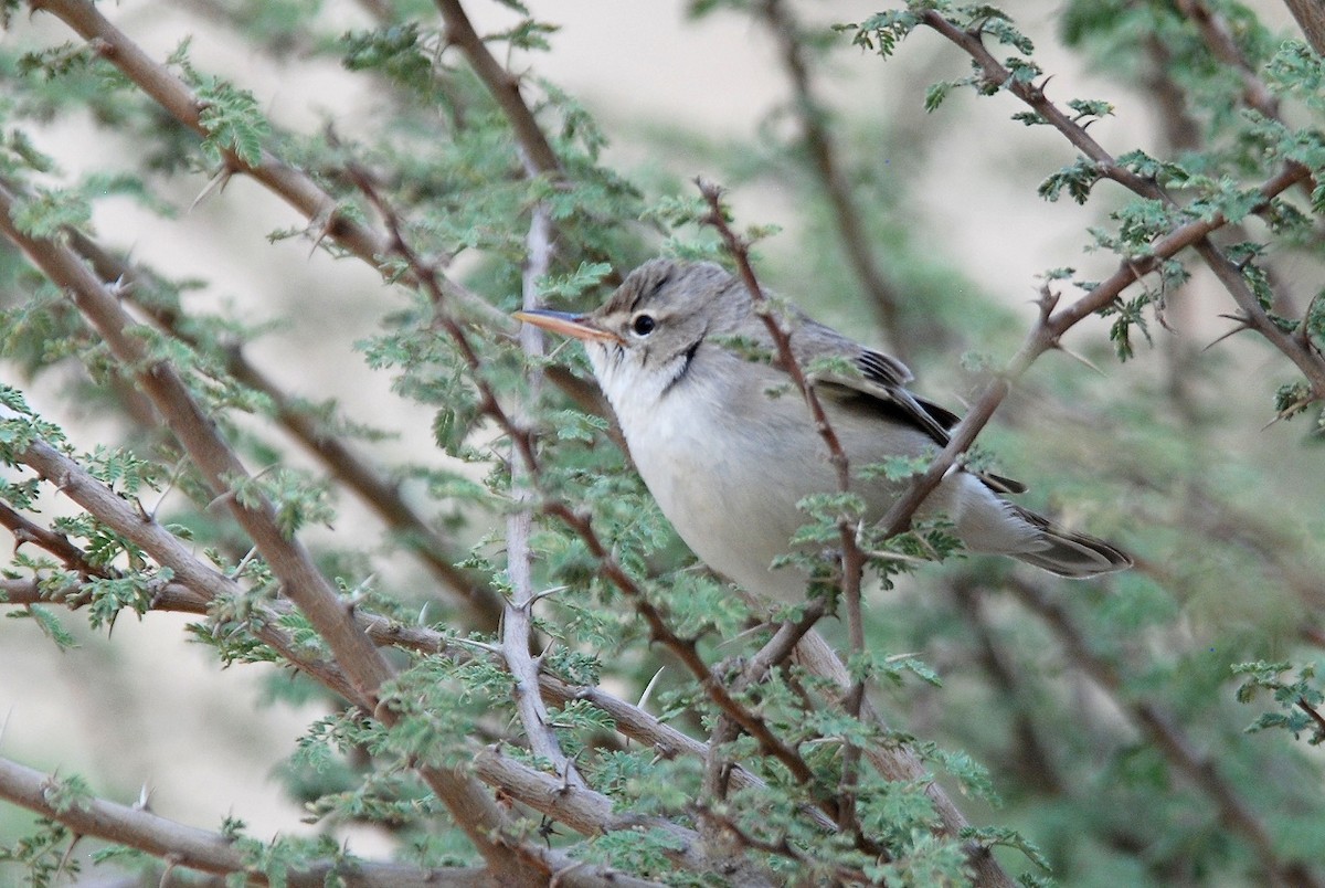 Upcher's Warbler - ML559373791