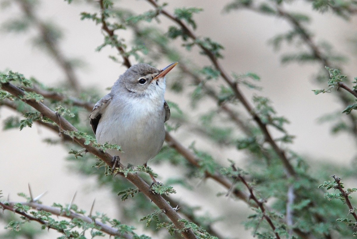 Upcher's Warbler - ML559373801