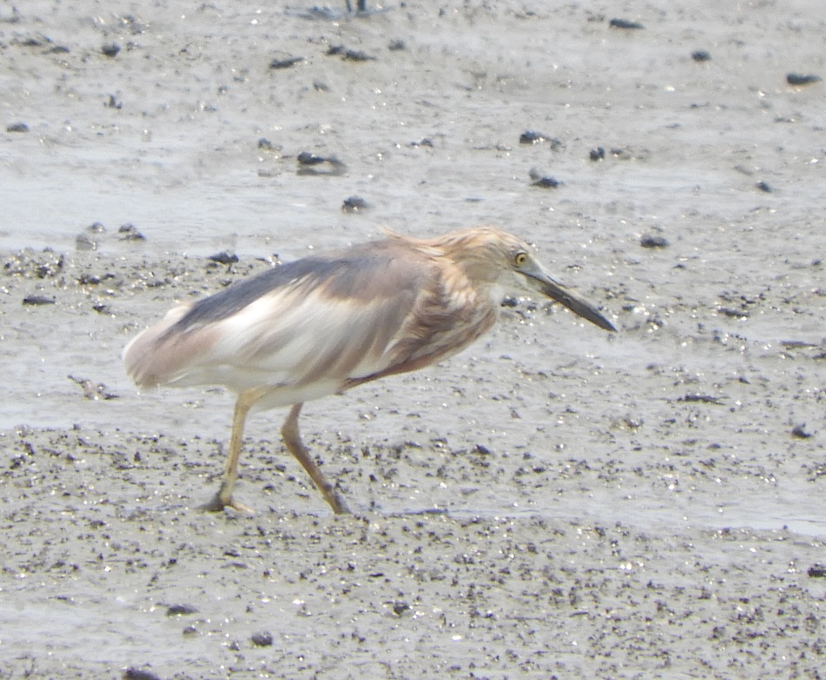 Javan Pond-Heron - ML559374131