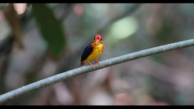 Black-backed Dwarf-Kingfisher - ML559376471