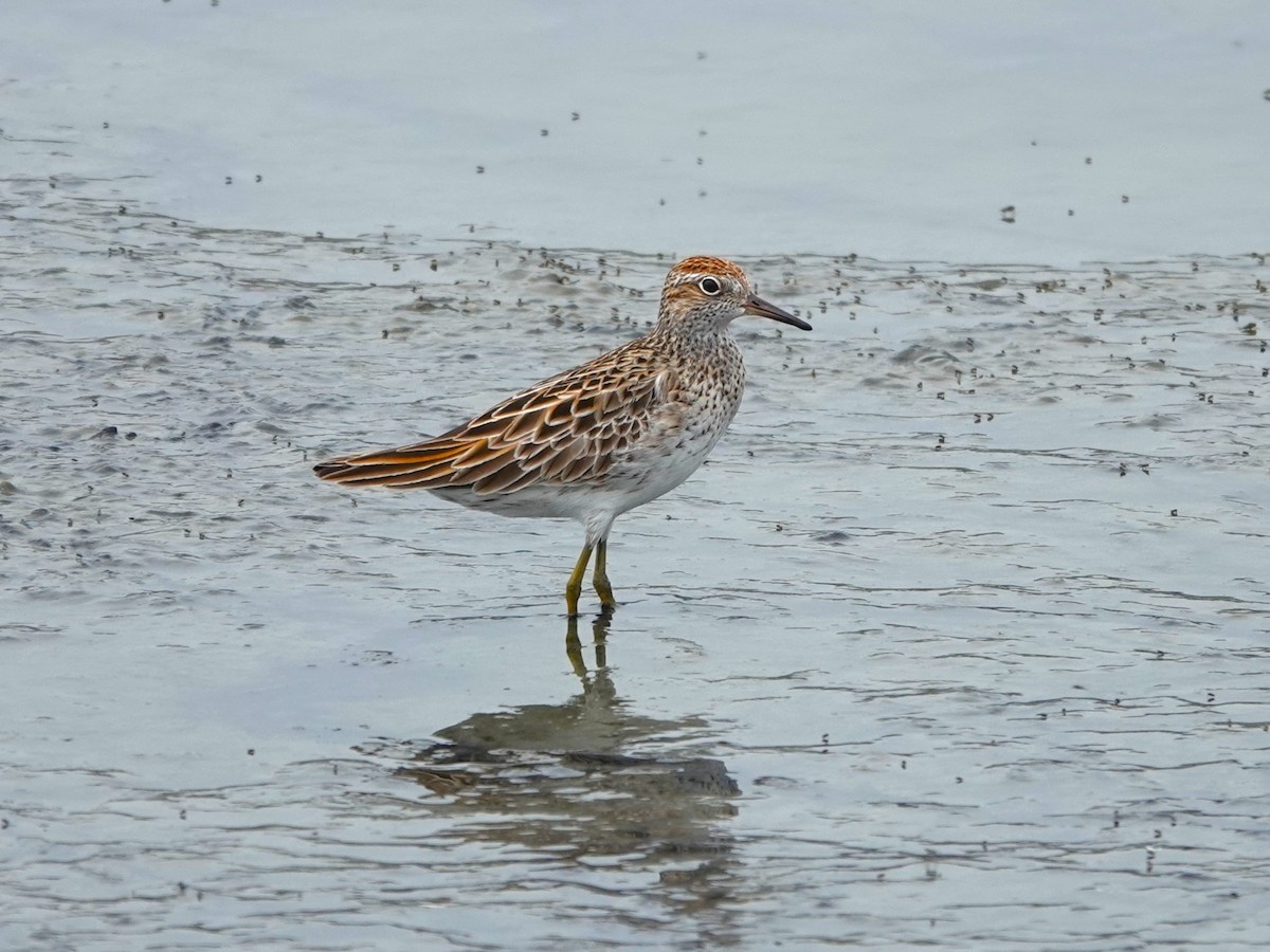 Sharp-tailed Sandpiper - ML559376541