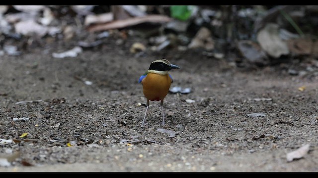 blåvingepitta - ML559376761