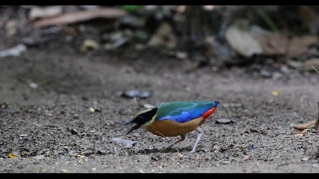 Blauflügelpitta - ML559377201