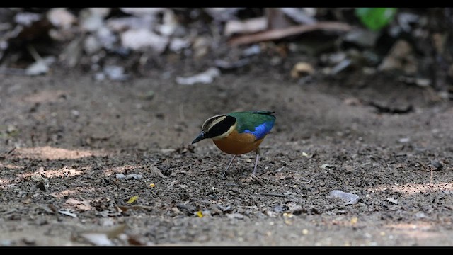 Blue-winged Pitta - ML559377271