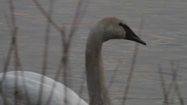 Cygne trompette - ML559377501