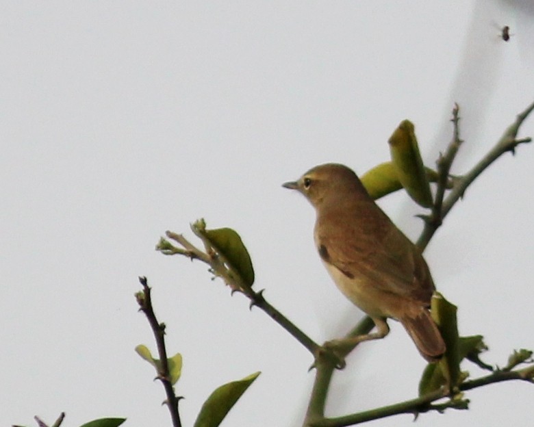 rákosník pokřovní - ML559378651