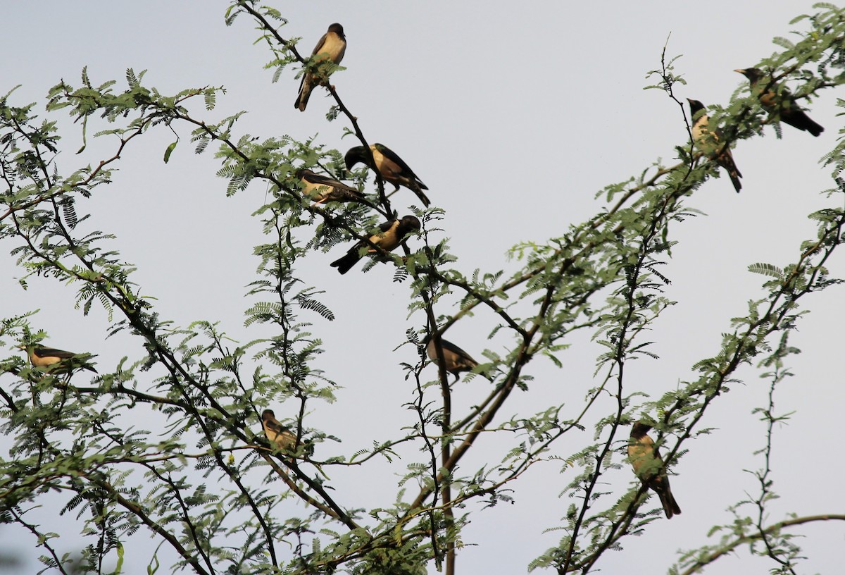 špaček růžový - ML559379041