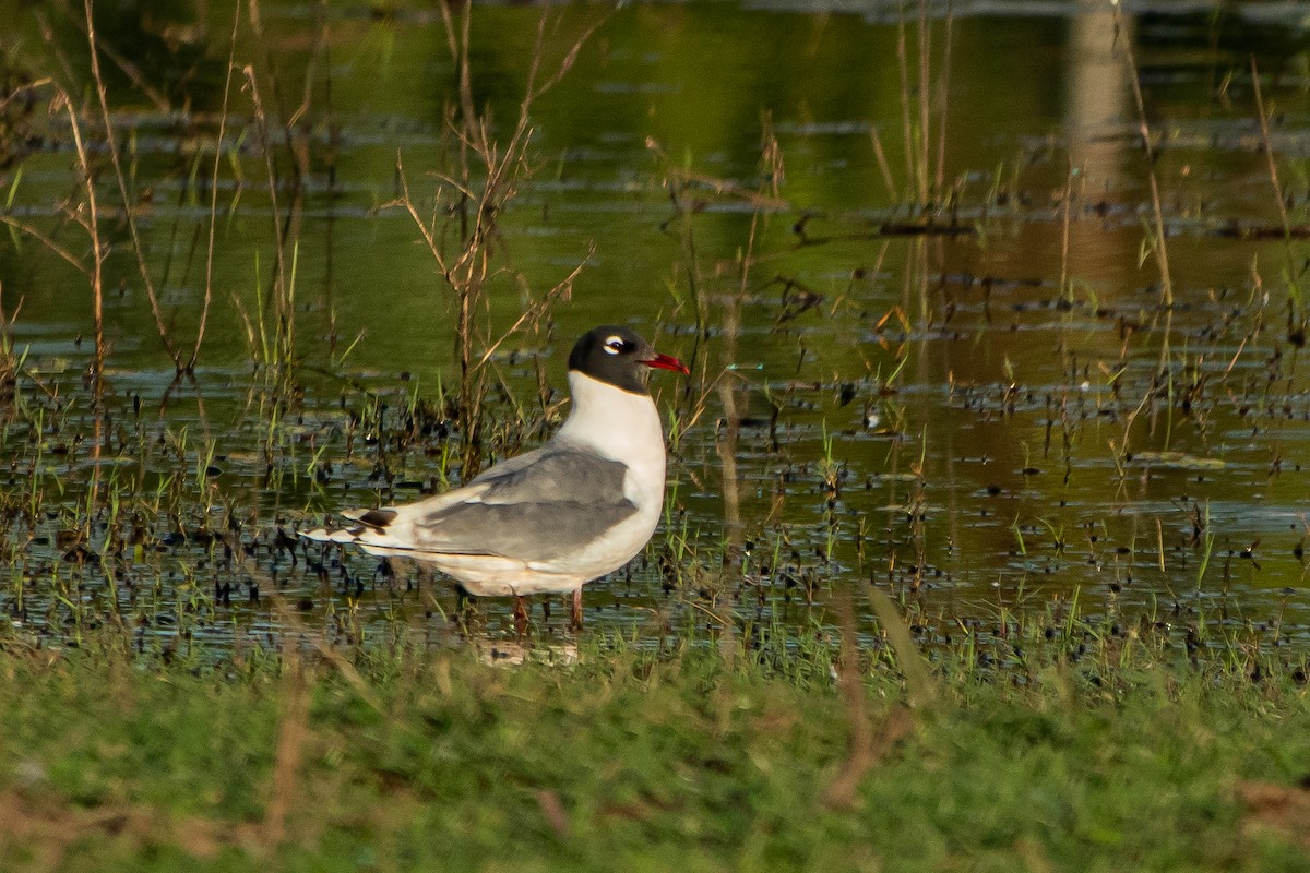 Franklin's Gull - ML559379851