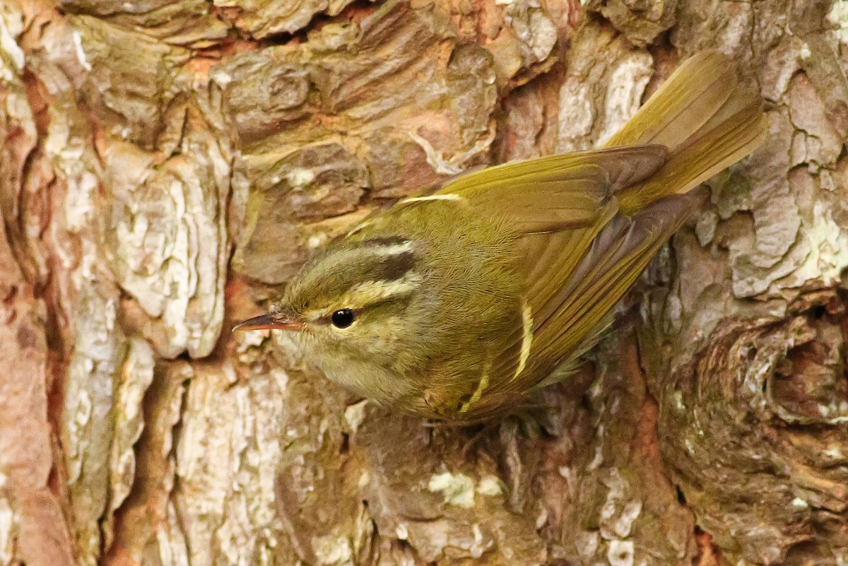 Blyth's/Claudia's/Hartert's Leaf Warbler - ML559380461