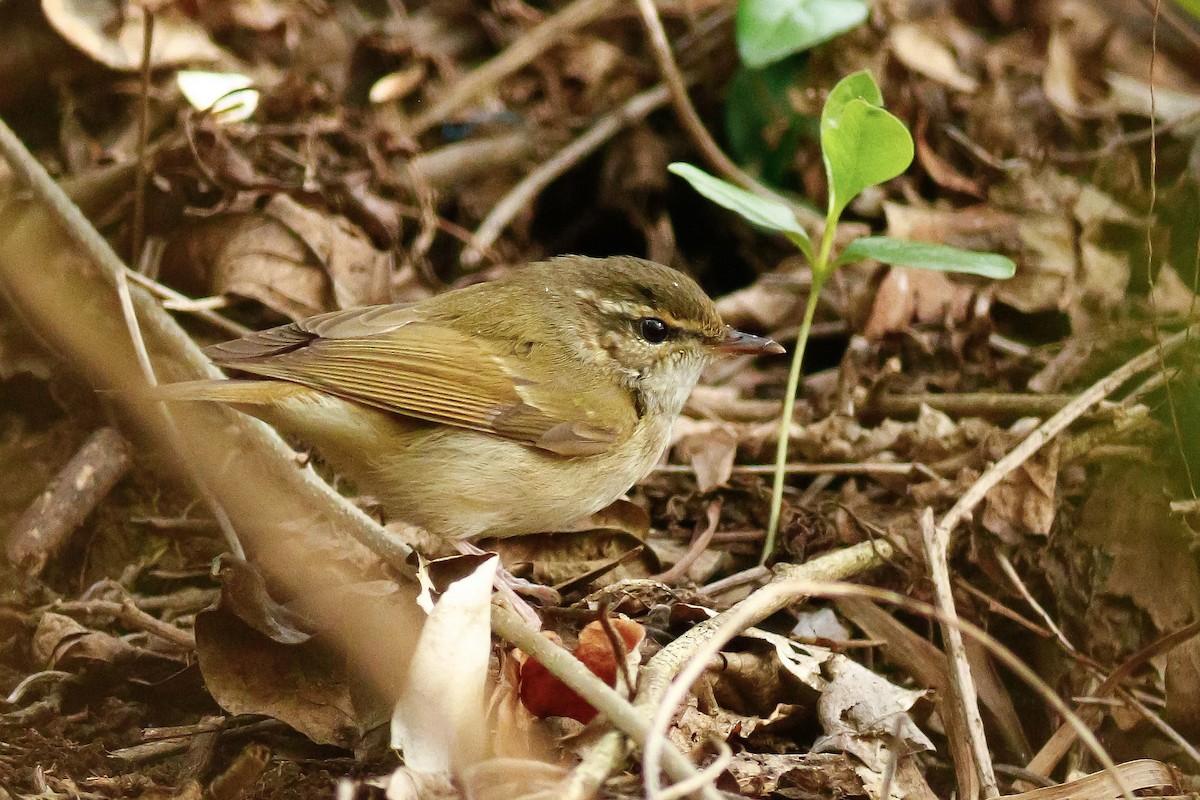 Pale-legged Leaf Warbler - ML559380651