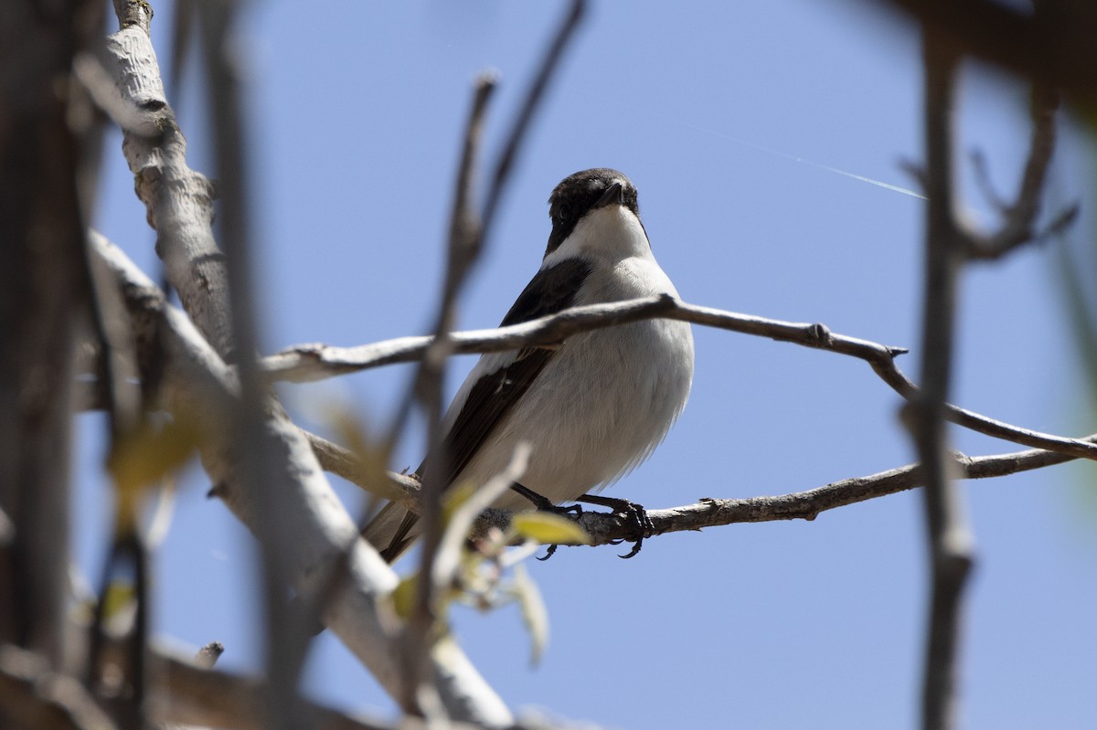 European Pied Flycatcher - Enric Fernandez