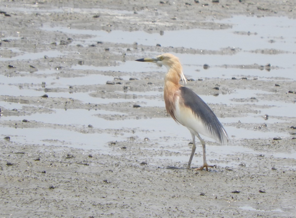 Javan Pond-Heron - ML559381271