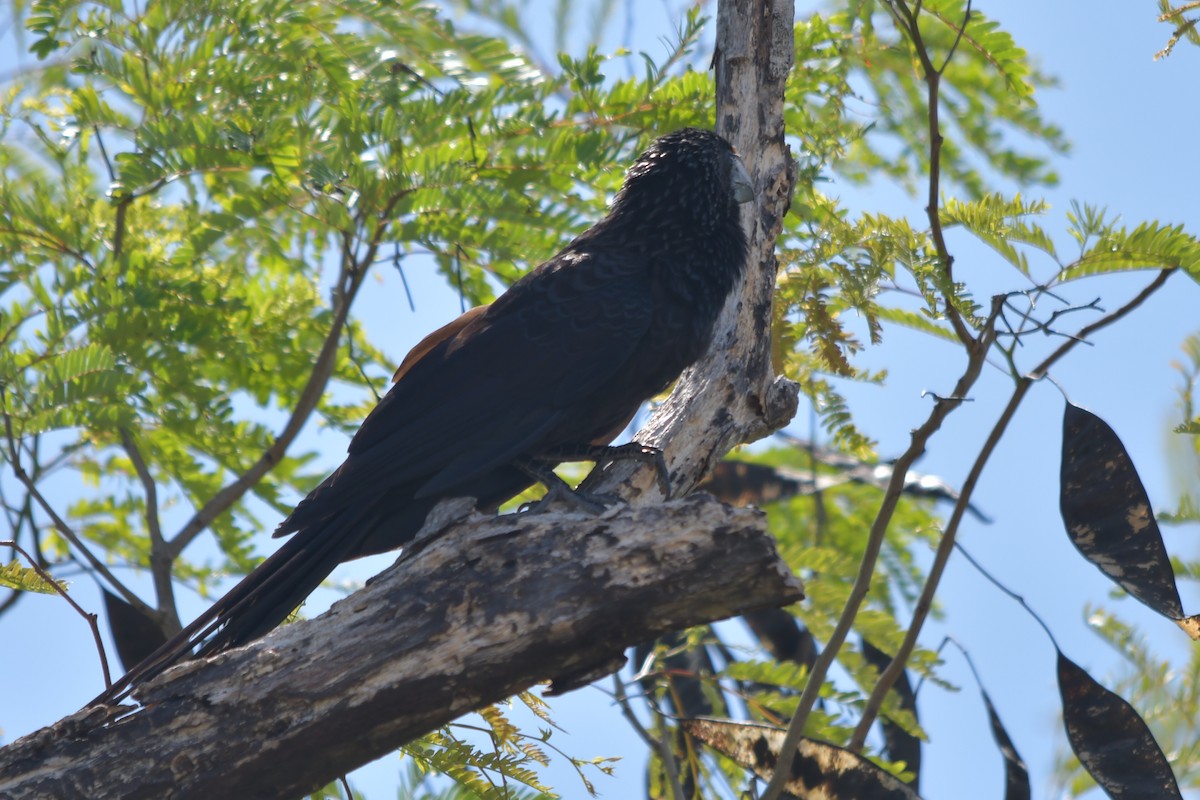 Smooth-billed Ani - ML559381531