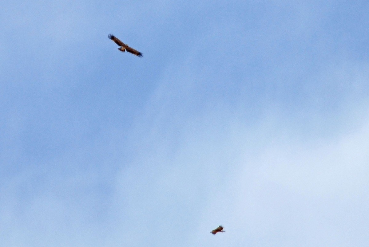 Imperial Eagle - ML559382201