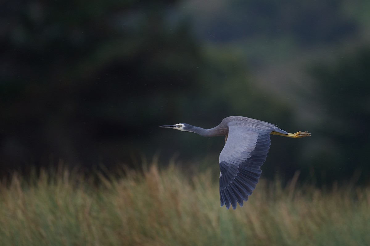 White-faced Heron - Nick Beckwith