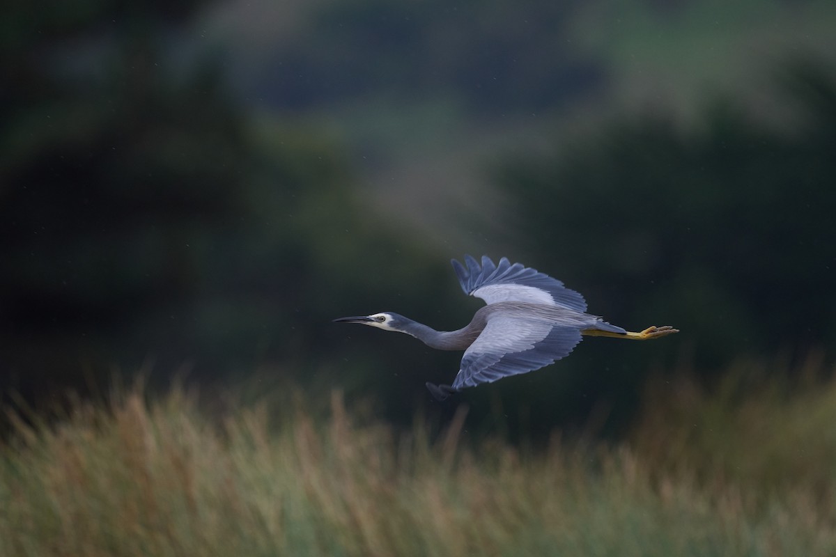 White-faced Heron - Nick Beckwith