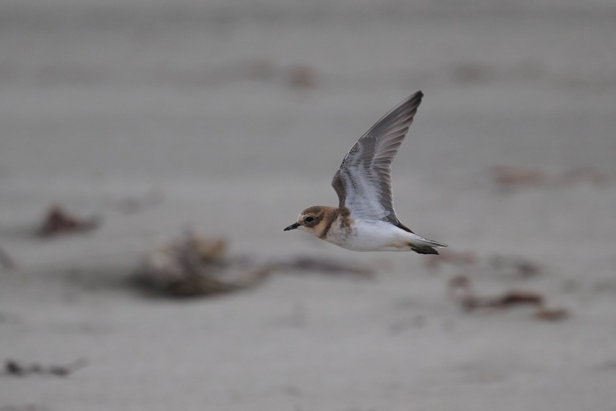 Double-banded Plover - ML559383531