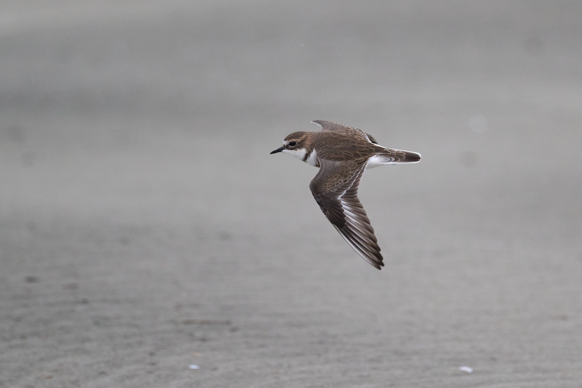 Double-banded Plover - ML559383541