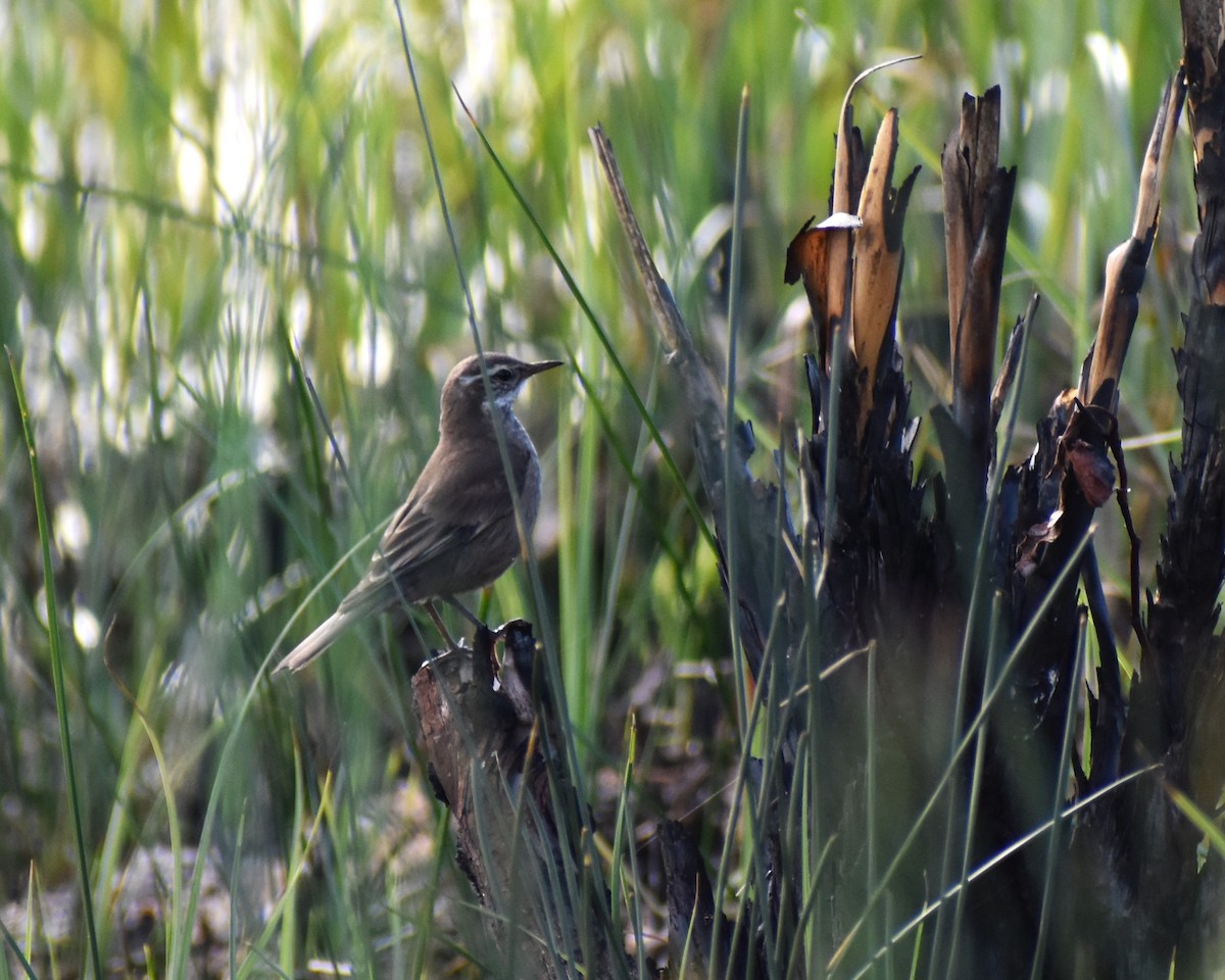 Buff-winged Cinclodes - ML559384141