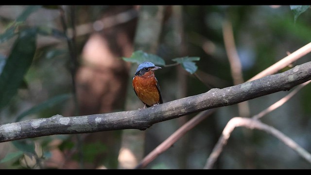 White-throated Rock-Thrush - ML559385341