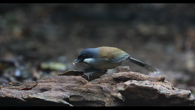 White-cheeked Laughingthrush - ML559385981