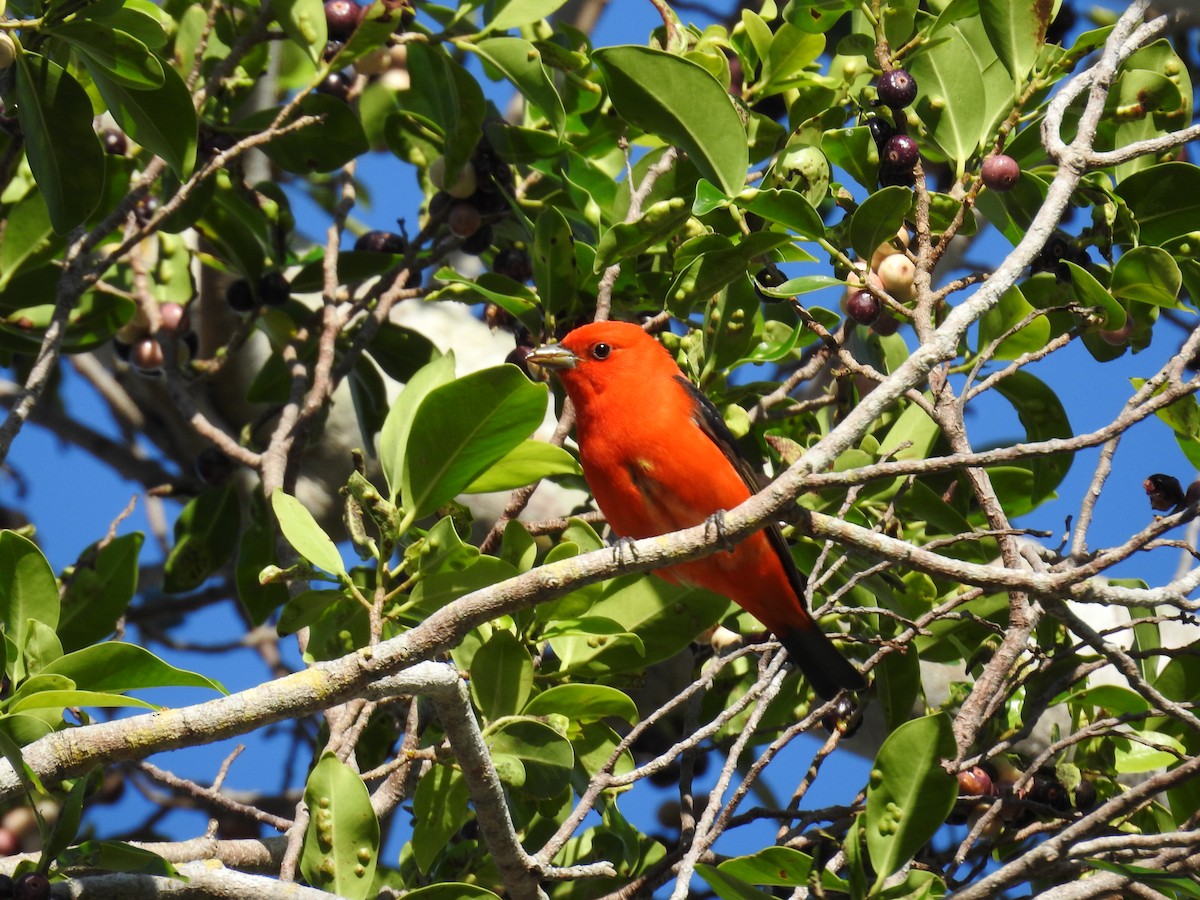Scarlet Tanager - ML559386021