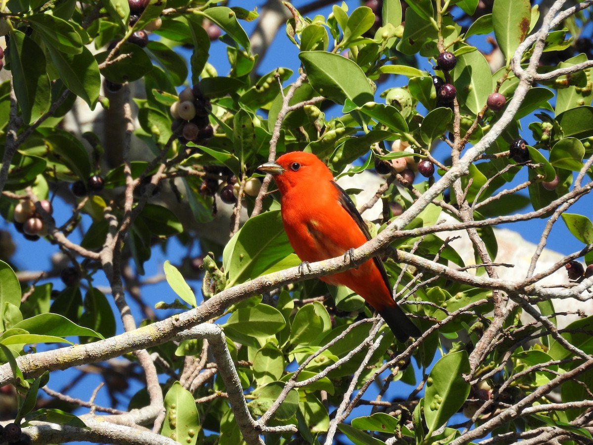 Scarlet Tanager - ML559386041