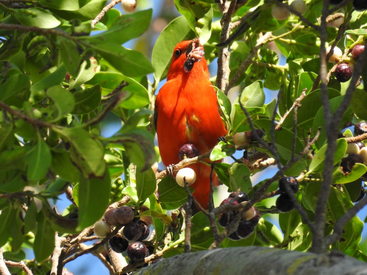 Scarlet Tanager - ML559386051