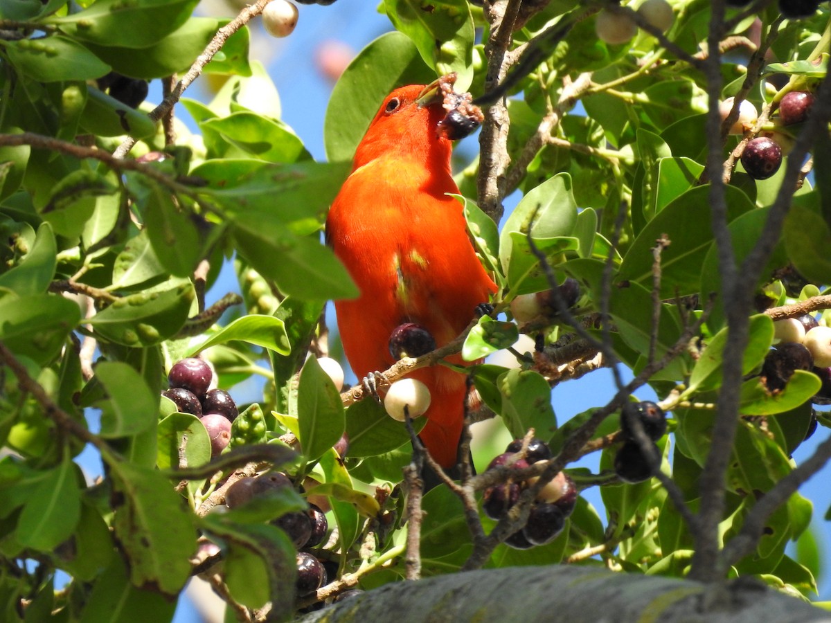 Scarlet Tanager - ML559386061