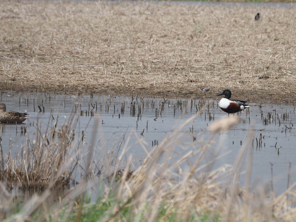 Northern Shoveler - ML559386491