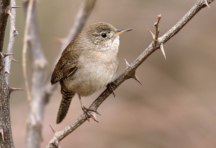 Northern House Wren - ML55938671