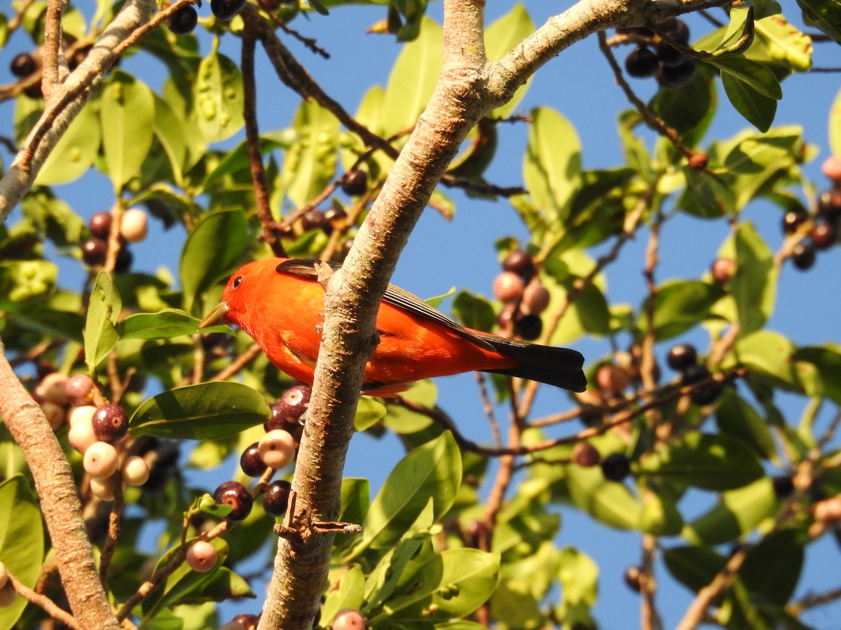 Scarlet Tanager - ML559386831