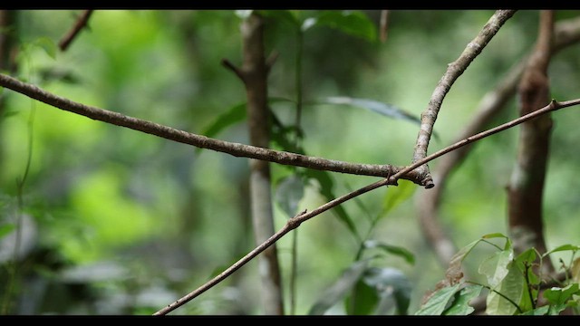 Hainan Blue Flycatcher - ML559387031