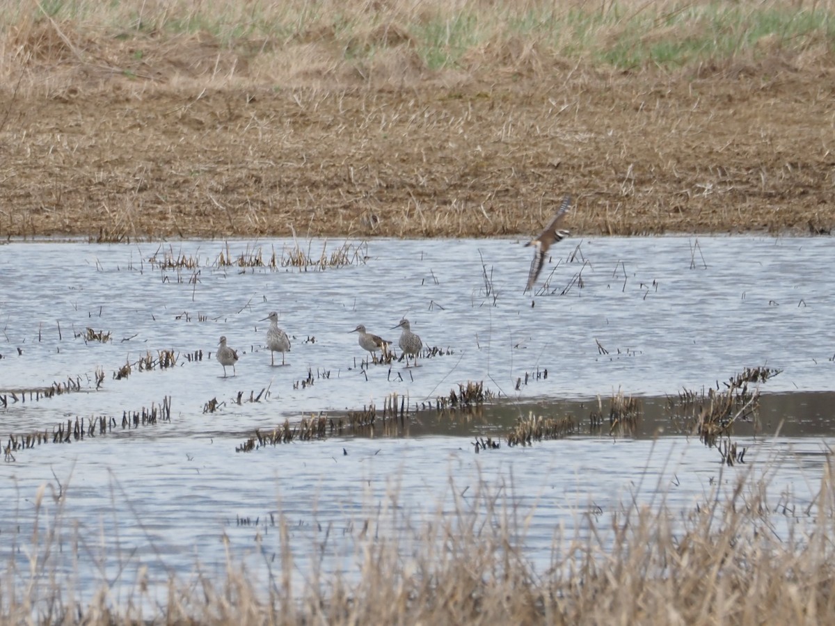 Killdeer - ML559387171