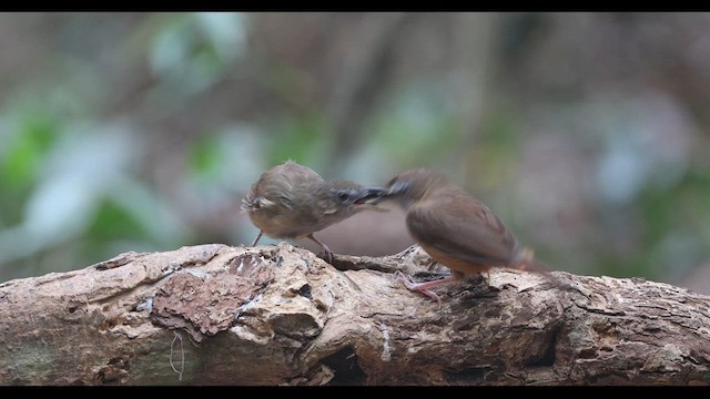 Abbott's Babbler - ML559387301