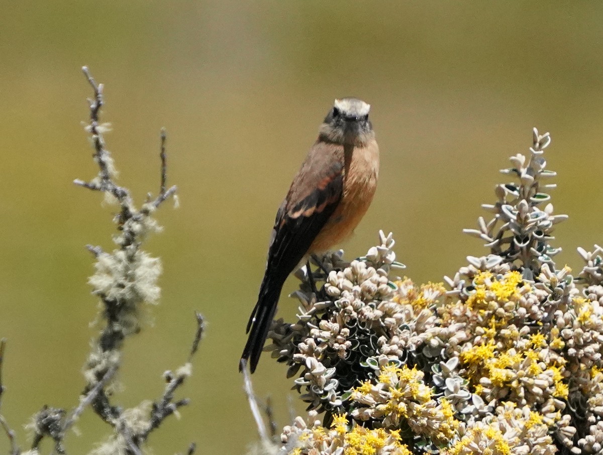 Brown-backed Chat-Tyrant - ML559388661