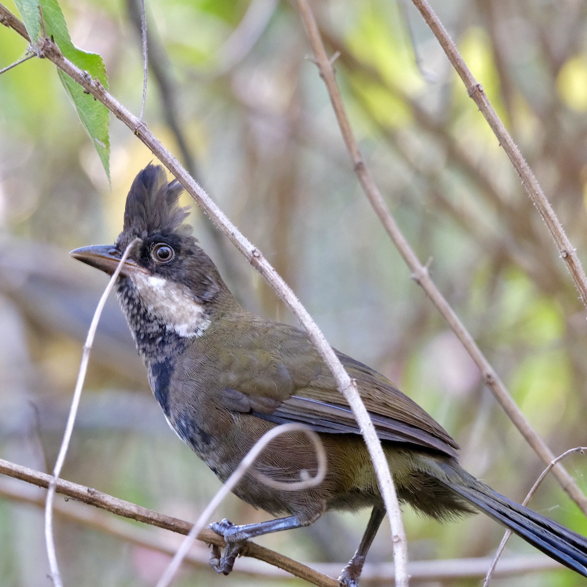 Eastern Whipbird - ML559389041