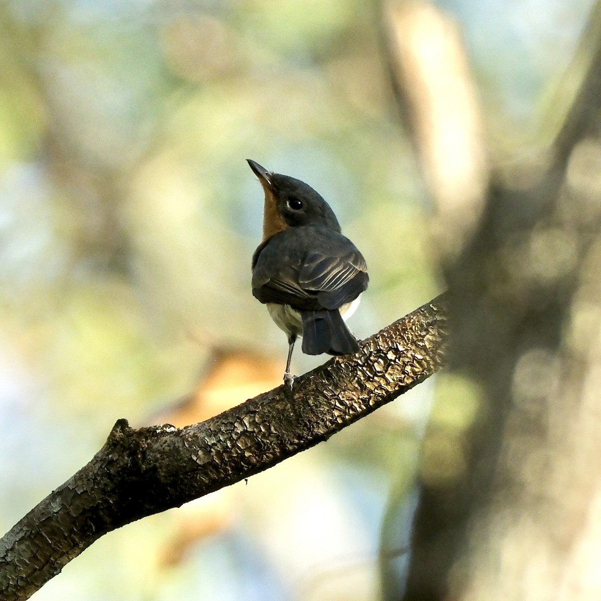 Leaden Flycatcher - ML559390141