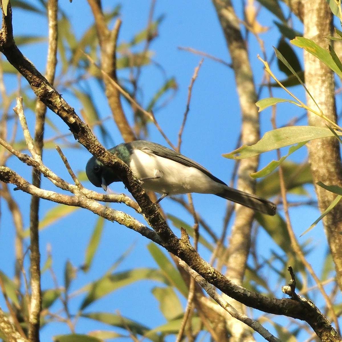 Leaden Flycatcher - Adrian Brooks